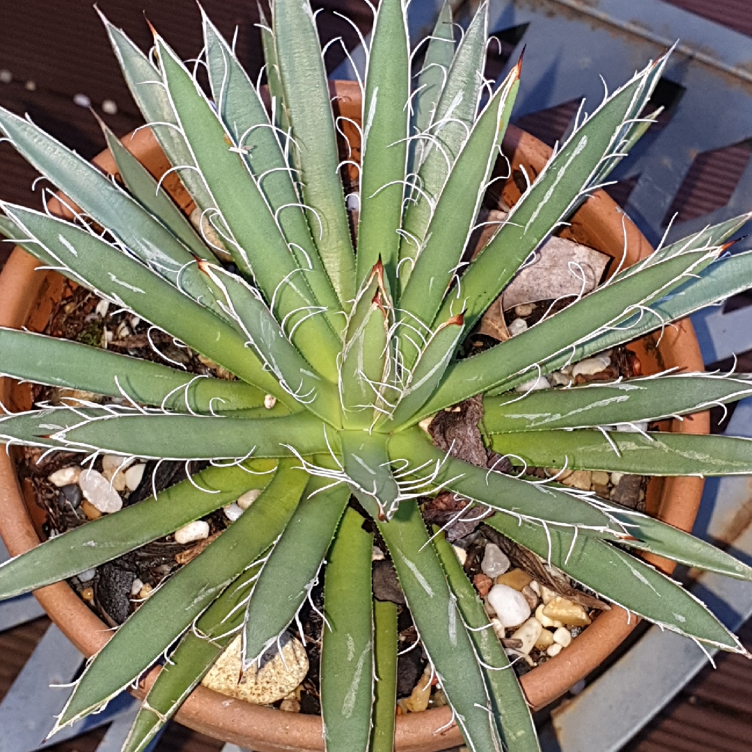 Agave Toumeyana in the GardenTags plant encyclopedia Dainty Century Plant in the GardenTags plant encyclopedia