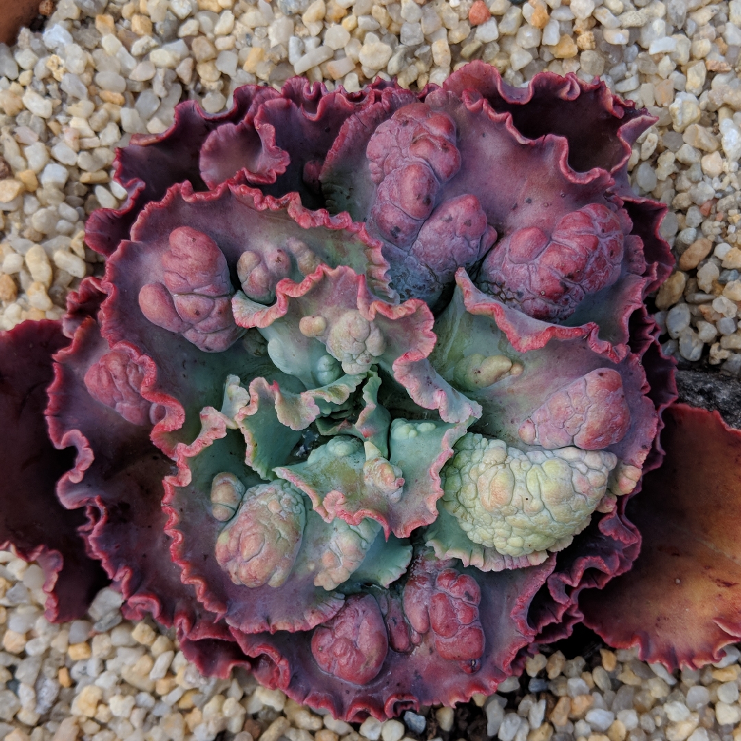 Echeveria Midway in the GardenTags plant encyclopedia Echeveria Midway in the GardenTags plant encyclopedia