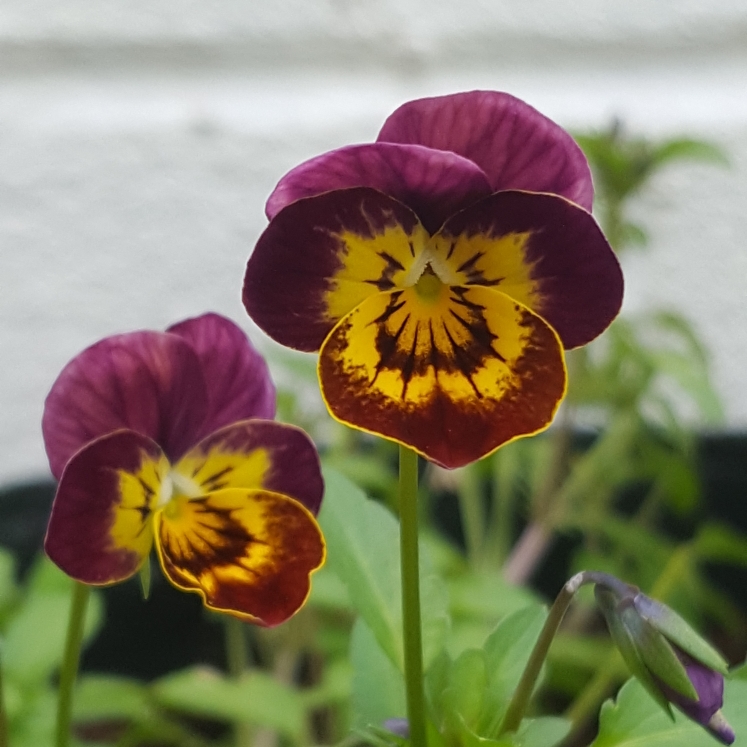 Viola x wittrockiana Skyline Copperfield syn. Viola Copperfield in the GardenTags plant encyclopedia Viola Copperfield in the GardenTags plant encyclopedia