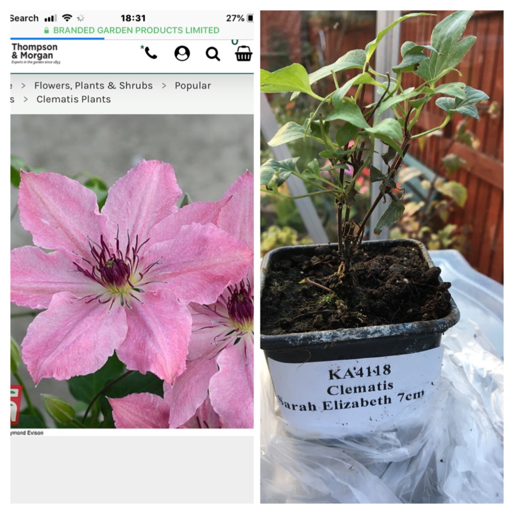 Clematis Sarah Elizabeth™ evipo098 in the GardenTags plant encyclopedia Clematis Sarah Elizabeth™ in the GardenTags plant encyclopedia