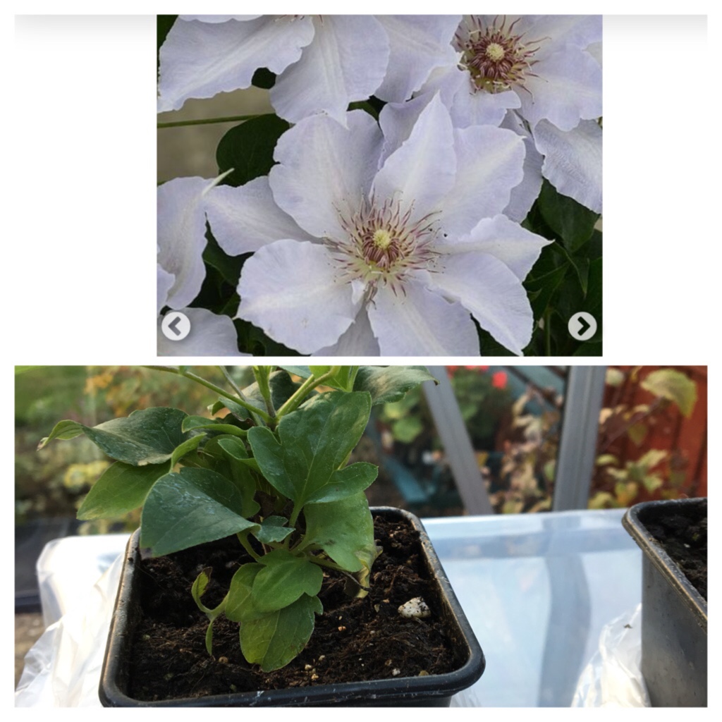 Clematis Tranquilite™ evipo111 in the GardenTags plant encyclopedia Clematis Tranquilite™ in the GardenTags plant encyclopedia