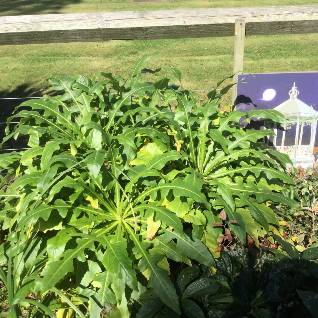 Sonchus canariensis in the GardenTags plant encyclopedia Giant Sowthistle in the GardenTags plant encyclopedia