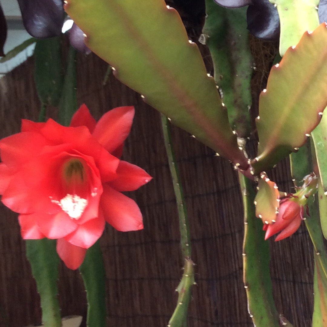 Epiphyllum mystic magic in the GardenTags plant encyclopedia Orchid Cactus Mystic Magic in the GardenTags plant encyclopedia