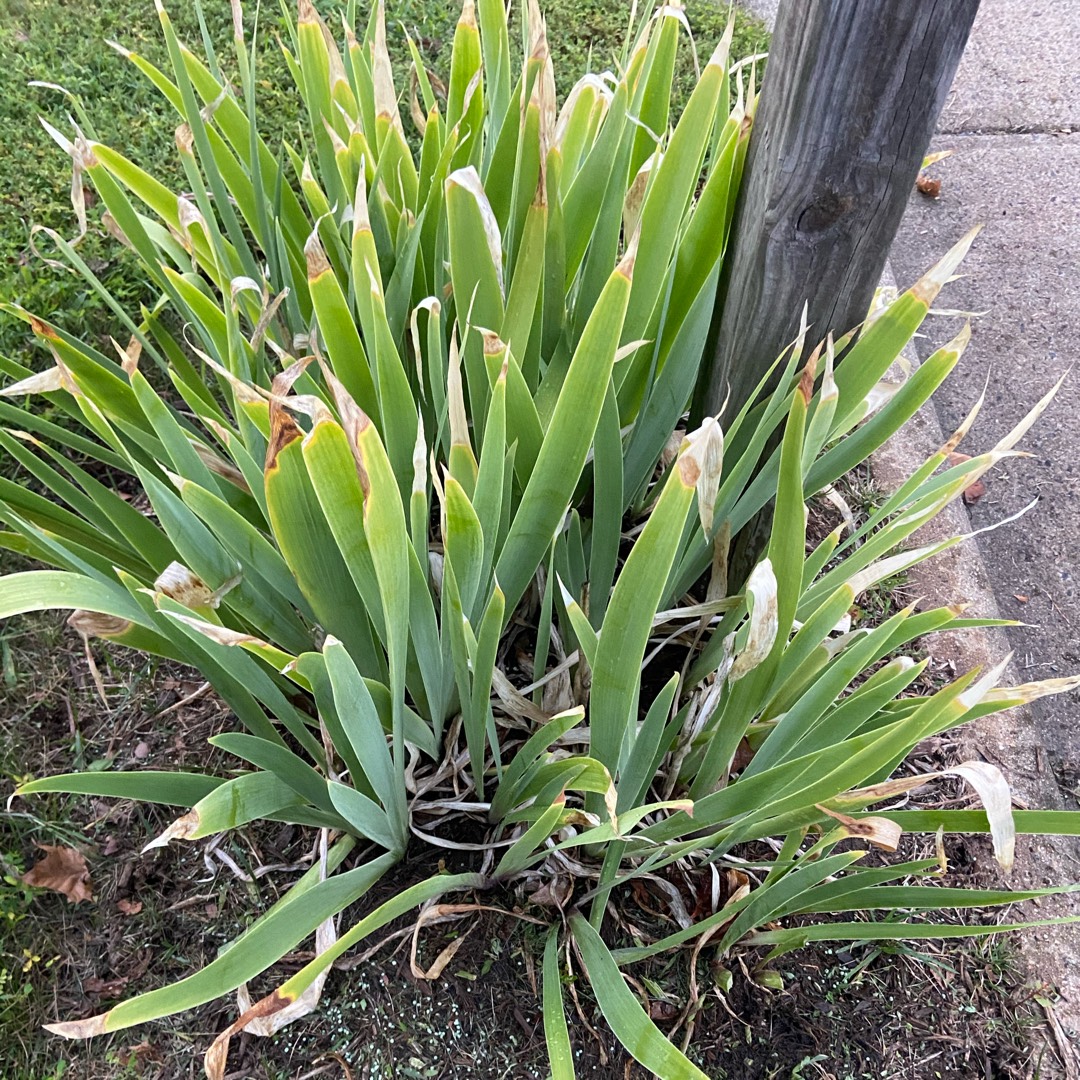 Iris Arilbred Desert Snow in the GardenTags plant encyclopedia Arilbred Iris Desert Snow in the GardenTags plant encyclopedia