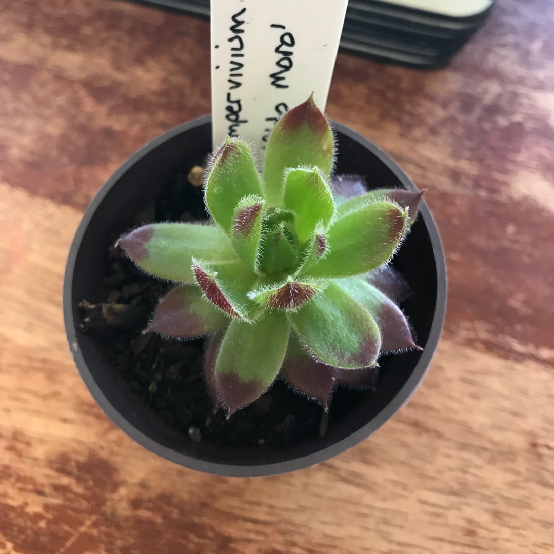Sempervivum Aldo Moro in the GardenTags plant encyclopedia Sempervivum Aldo Moro in the GardenTags plant encyclopedia