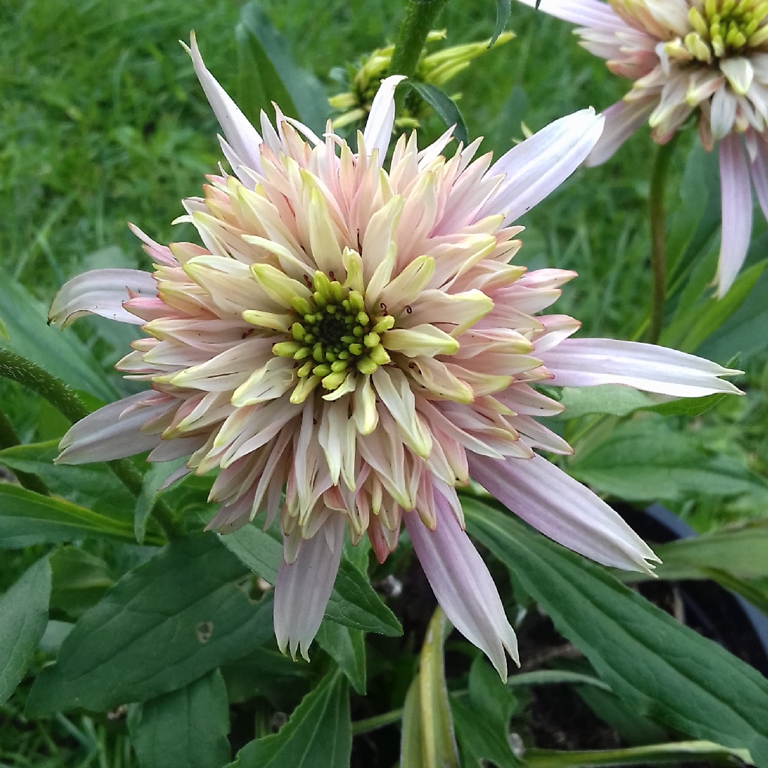 Echinacea Cherry Fluff (Cone Fections Series) in the GardenTags plant encyclopedia Coneflower Cherry Fluff in the GardenTags plant encyclopedia