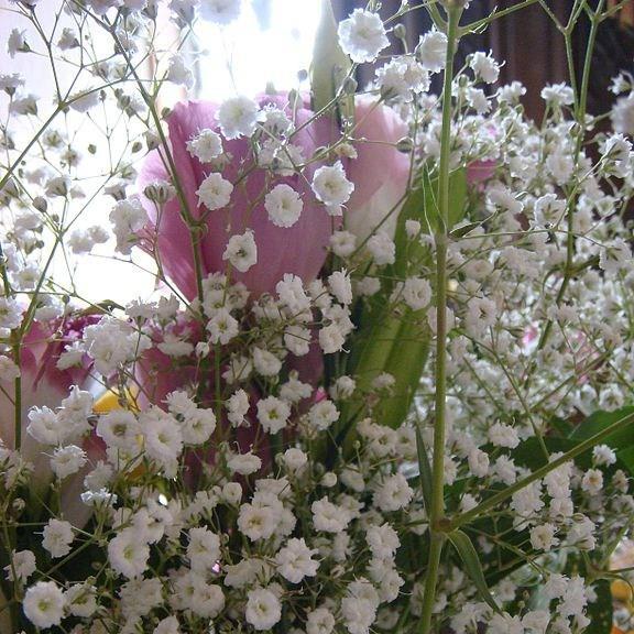 Annual Babys Breath in the GardenTags plant encyclopedia