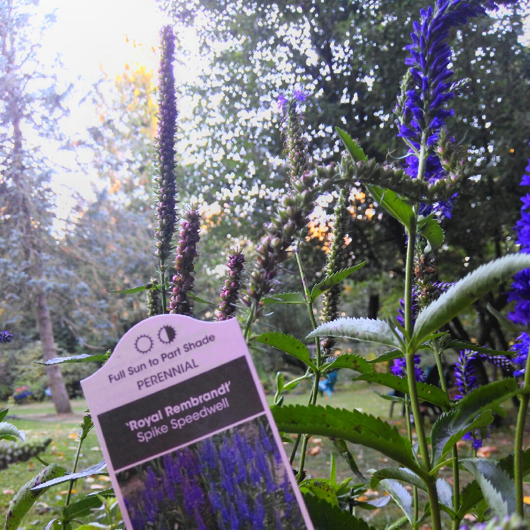 Veronica spicata Royal Rembrandt in the GardenTags plant encyclopedia Spiked Speedwell Royal Rembrandt in the GardenTags plant encyclopedia