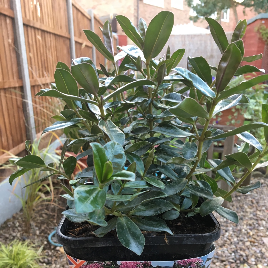 Hebe Paula in the GardenTags plant encyclopedia Shrubby Veronica Paula in the GardenTags plant encyclopedia