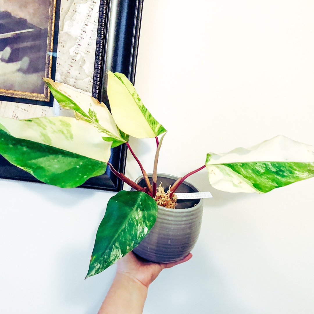 Philodendron Strawberry Shake in the GardenTags plant encyclopedia Philodendron Strawberry Shake in the GardenTags plant encyclopedia