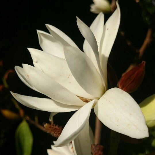 Michelia Doltsopa syn. Magnolia doltsopa, Michelia manipurensis in the GardenTags plant encyclopedia Sweet Michelia in the GardenTags plant encyclopedia