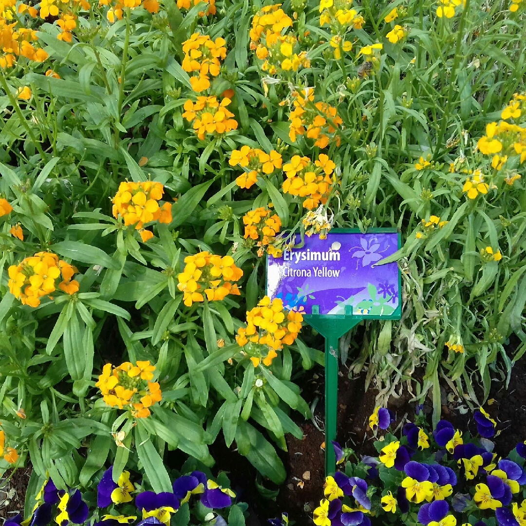 Erysimum hieraciifolium Pas415016 (Citrona Series) syn. Erysimum Citrona Yellow in the GardenTags plant encyclopedia Wallflower Citrona Yellow in the GardenTags plant encyclopedia