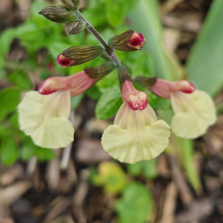 Salvia La mancha in the GardenTags plant encyclopedia Salvia La Mancha in the GardenTags plant encyclopedia