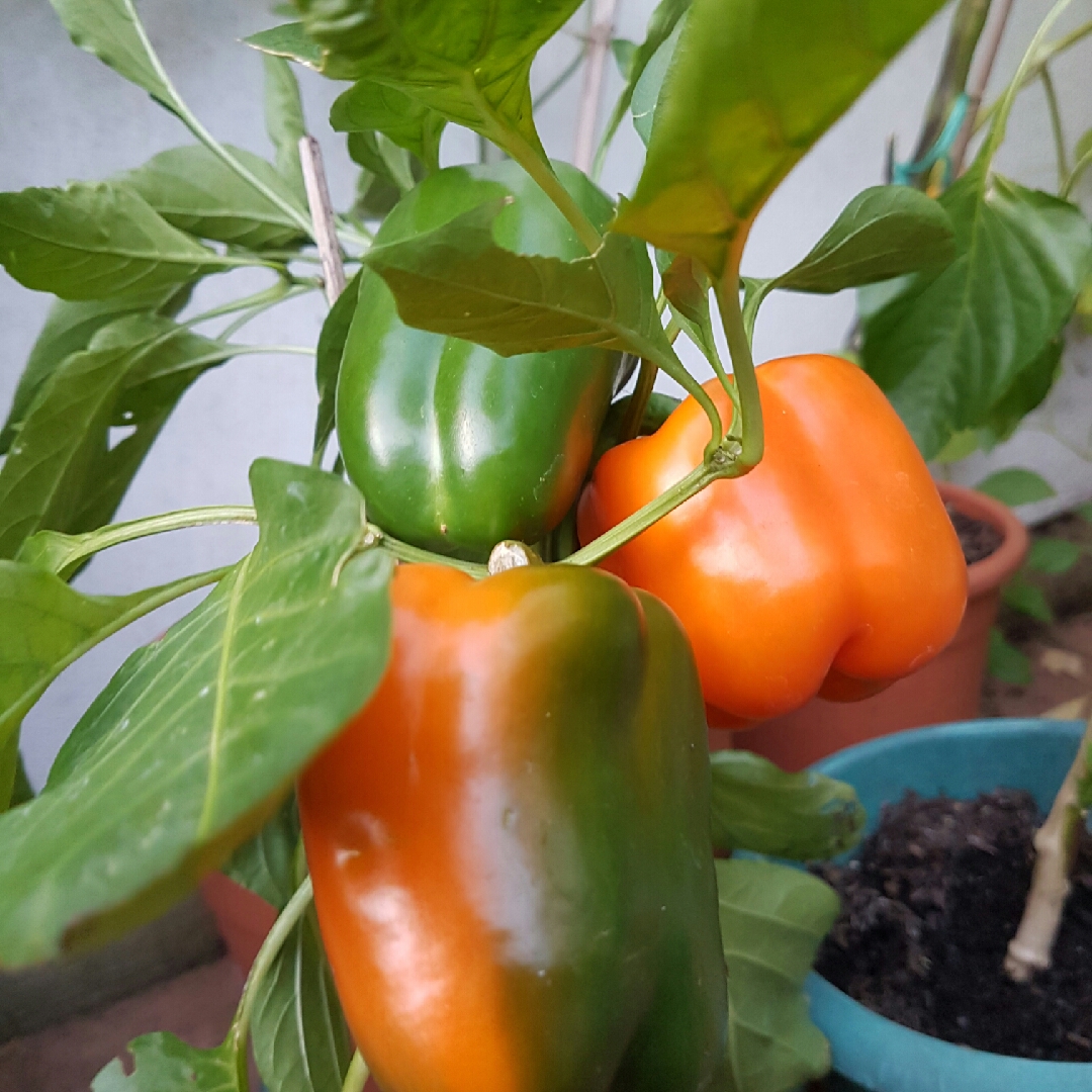 Sweet Pepper Orange Bell in the GardenTags plant encyclopedia