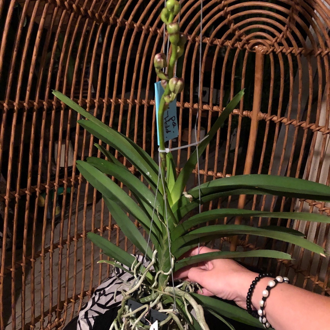 Vanda Kru Chom Dark Knight in the GardenTags plant encyclopedia Vanda Orchid Dark Knight in the GardenTags plant encyclopedia