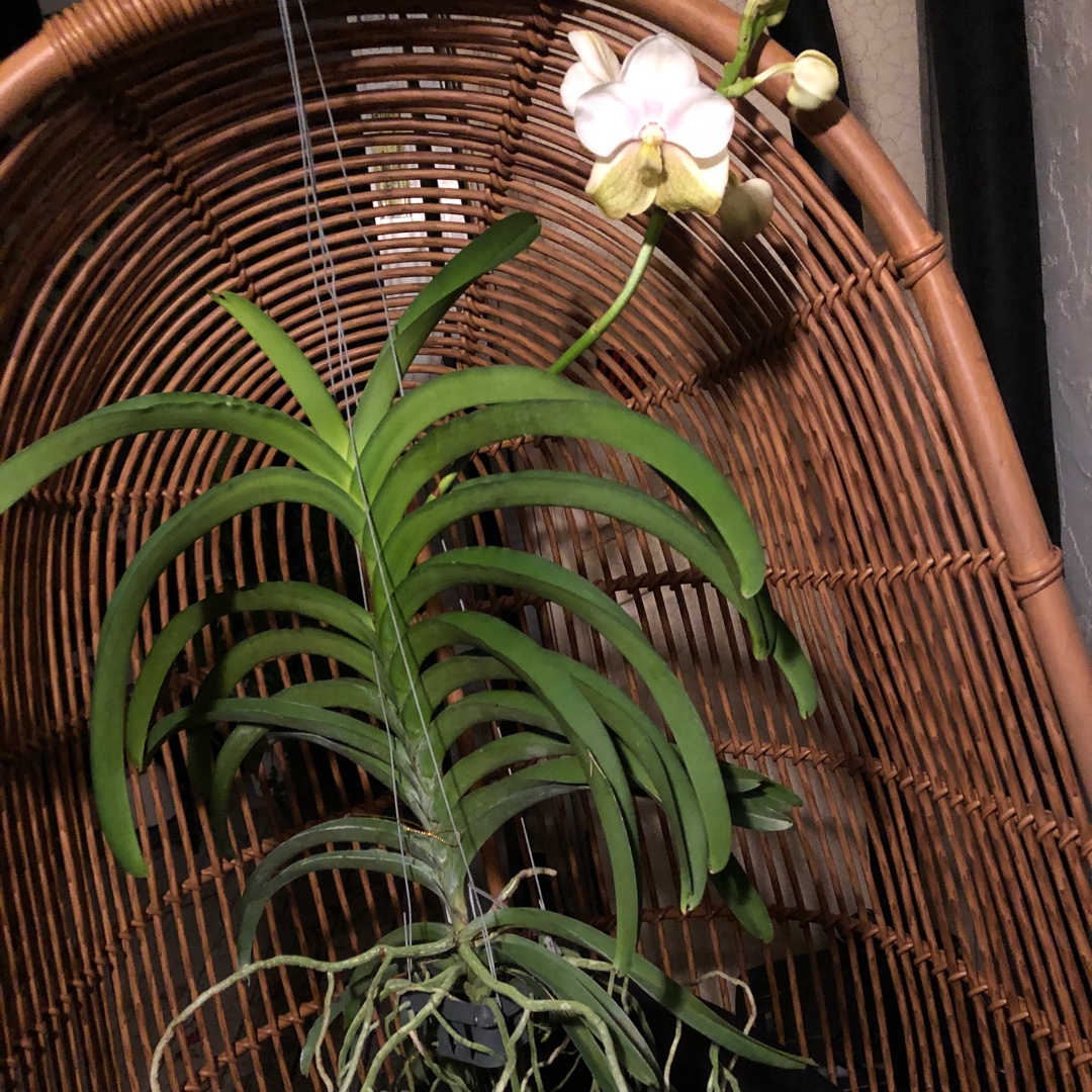Vanda Nakorn Sawan Bell x Ascda Tubtim Velvet in the GardenTags plant encyclopedia Vanda Orchid Hybrid in the GardenTags plant encyclopedia