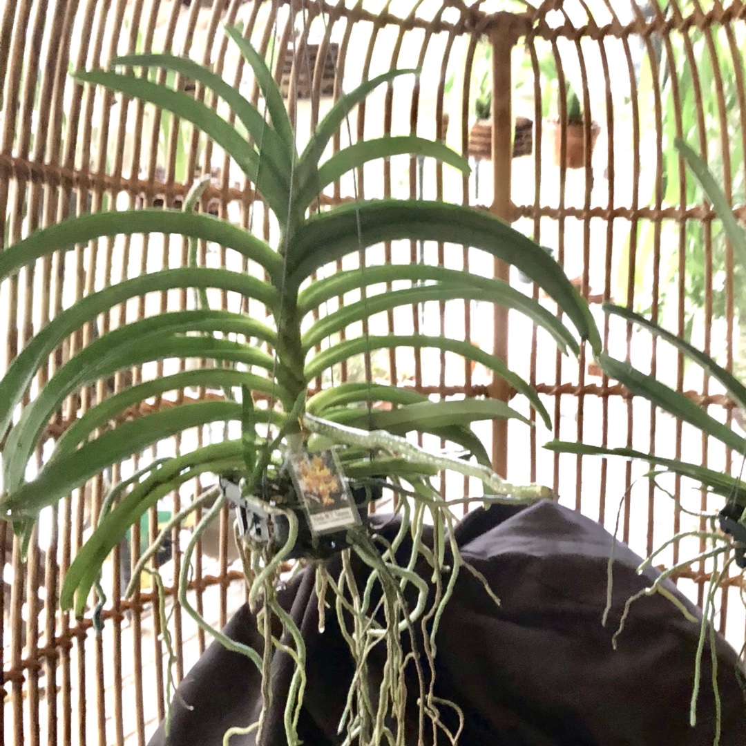 Vanda M.V. Tannins in the GardenTags plant encyclopedia Vanda Orchid M.V.Tannins in the GardenTags plant encyclopedia