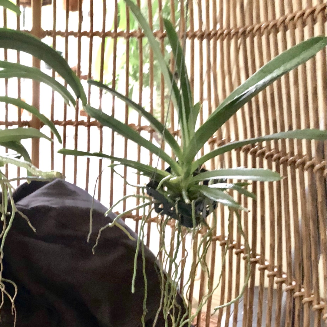 Vanda Weerasekera in the GardenTags plant encyclopedia Vanda Orchid Weerasekera in the GardenTags plant encyclopedia