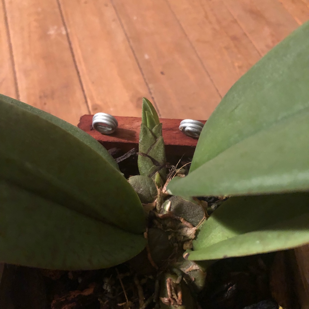 Oncidium Mariposa GV in the GardenTags plant encyclopedia Oncidium Mariposa in the GardenTags plant encyclopedia