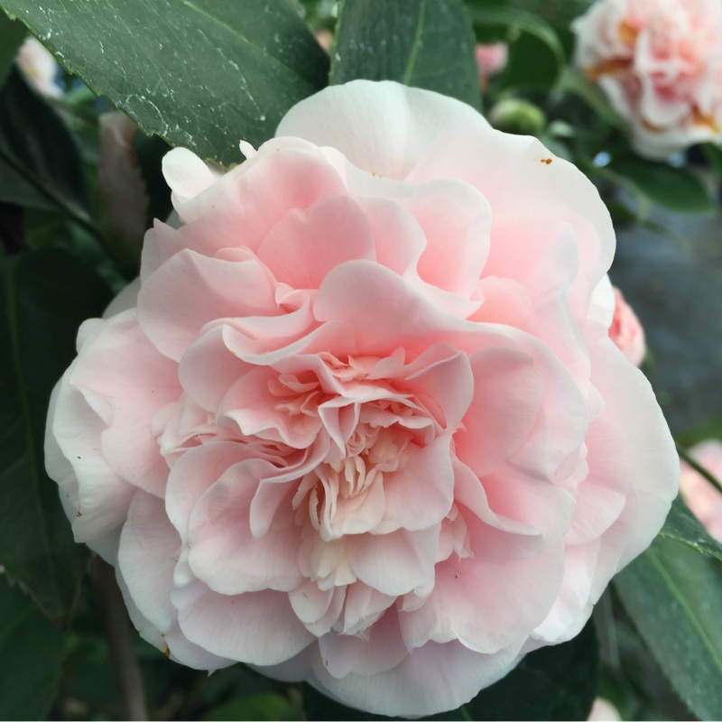 Camellia japonica Debutante in the GardenTags plant encyclopedia Camellia Debutante in the GardenTags plant encyclopedia