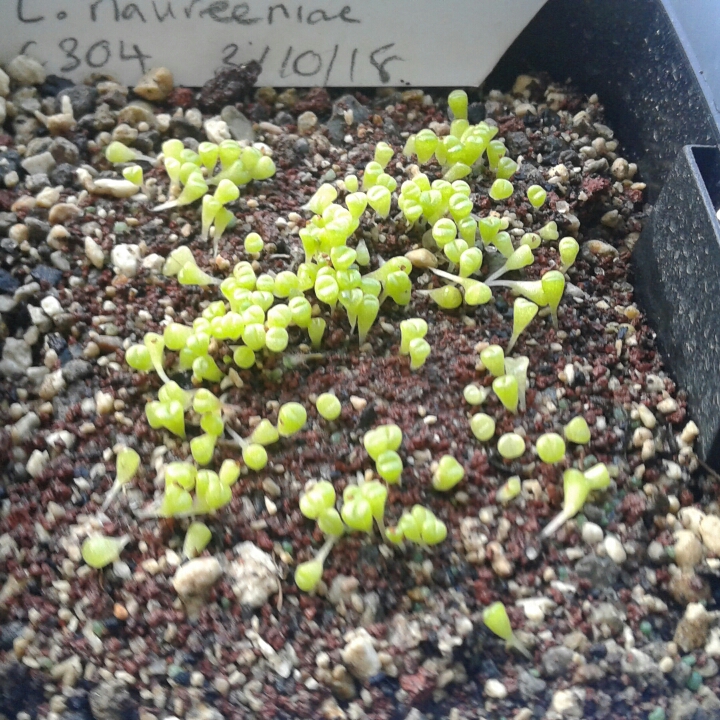 Lithops Naureeniae in the GardenTags plant encyclopedia Living Stones Naureeniae in the GardenTags plant encyclopedia