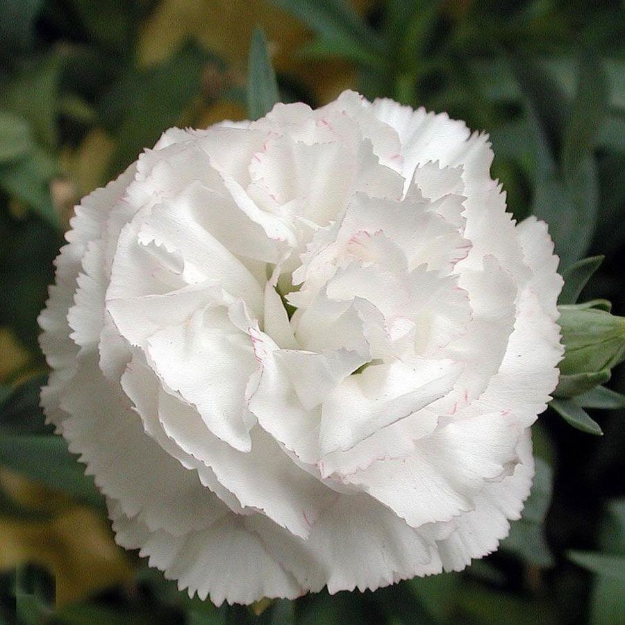 Dianthus Caryophyllus Grenadin White in the GardenTags plant encyclopedia Carnation Grenadin White in the GardenTags plant encyclopedia