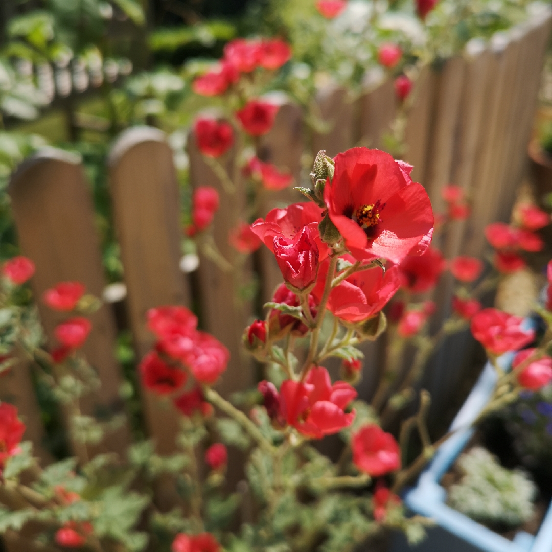 Sphaeralcea munroana Newleaze Coral in the GardenTags plant encyclopedia Globe Mallow Newleaze Coral in the GardenTags plant encyclopedia