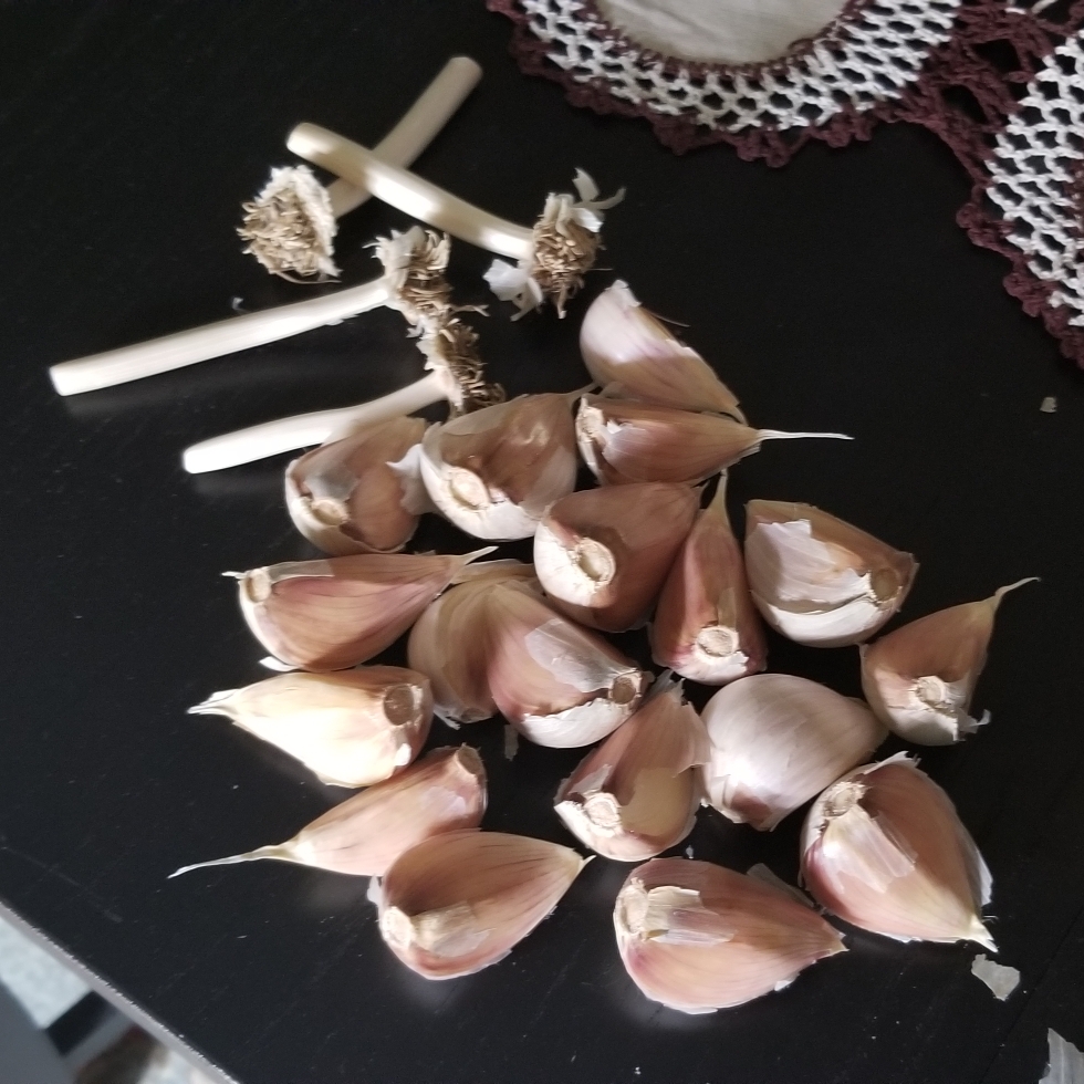 Allium sativum var. ophioscorodon Music in the GardenTags plant encyclopedia Garlic (Hardneck) Music in the GardenTags plant encyclopedia