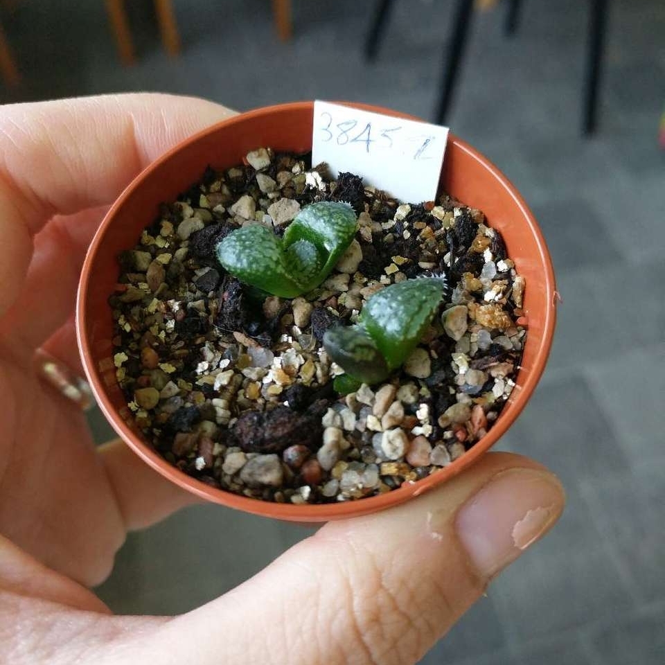Haworthia Emelyae var. Picta in the GardenTags plant encyclopedia Haworthia Emelyae Picta in the GardenTags plant encyclopedia
