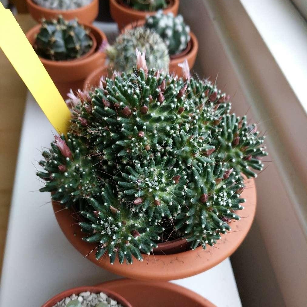 Mammillaria painteri syn. Mammillaria crinita subsp. painteri in the GardenTags plant encyclopedia Mammillaria painteri in the GardenTags plant encyclopedia