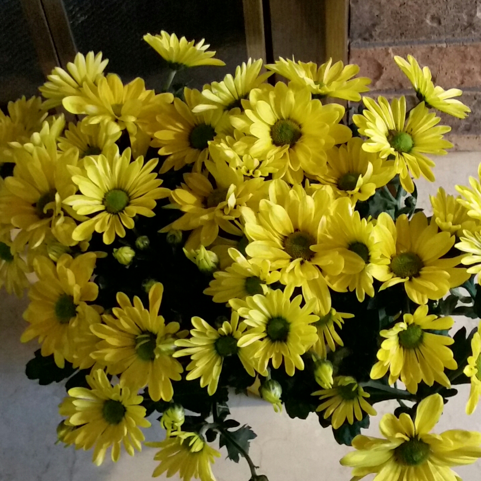 Chrysanthemum x morifolium Yochesapeake(CHESAPEAKE™) PP12535 in the GardenTags plant encyclopedia Chrysanthemum Chesapeake™ Yellow in the GardenTags plant encyclopedia