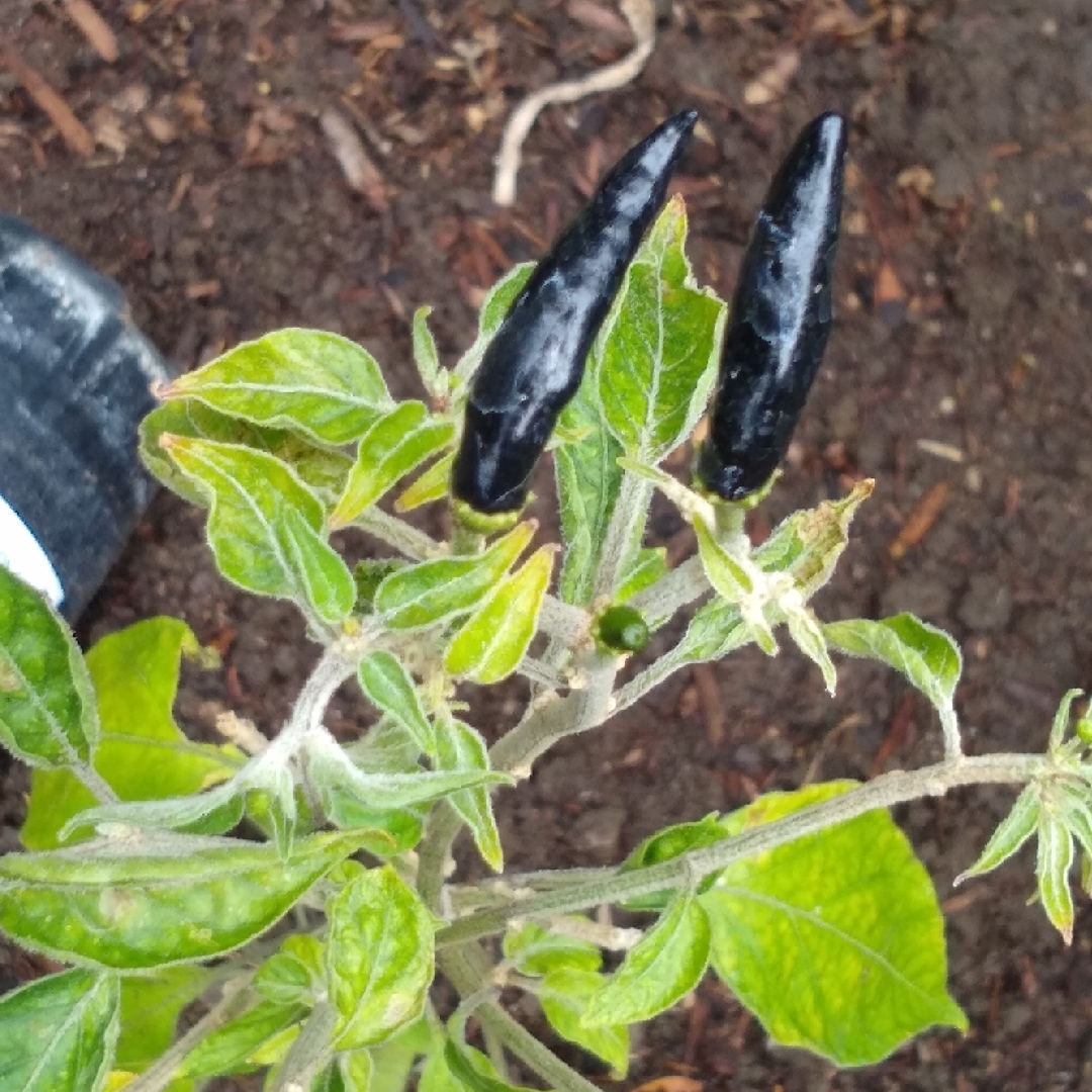 Capsicum annuum Black Cobra in the GardenTags plant encyclopedia Chilli Black Cobra in the GardenTags plant encyclopedia