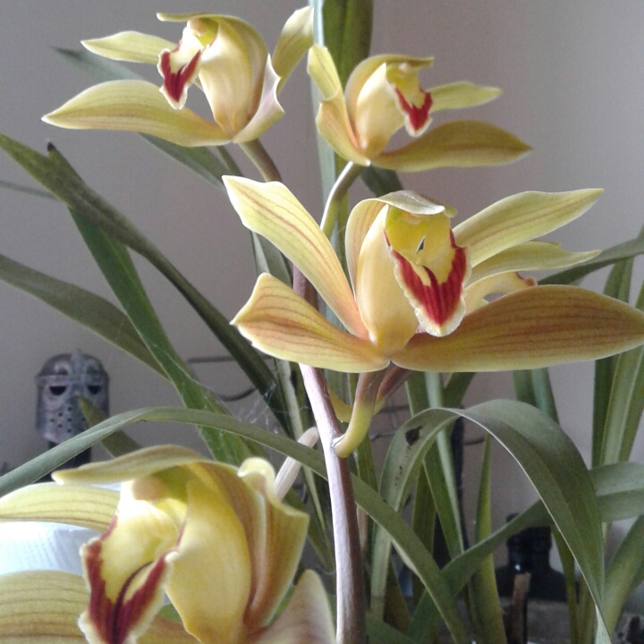 Cymbidium lowianum in the GardenTags plant encyclopedia Boat Orchid in the GardenTags plant encyclopedia