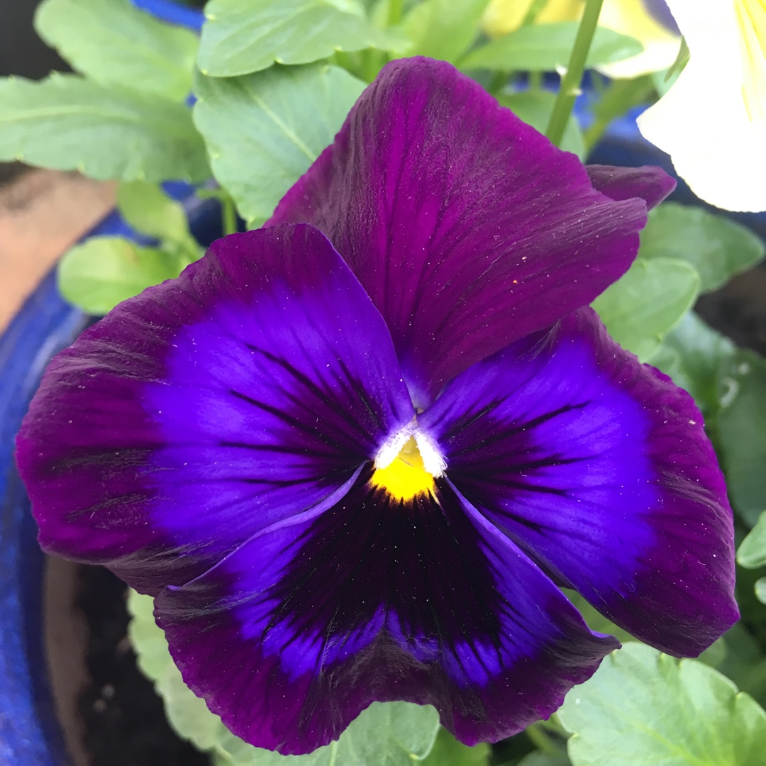 Viola x wittrockiana Denim syn Matrix™ Denim in the GardenTags plant encyclopedia Pansy Denim in the GardenTags plant encyclopedia