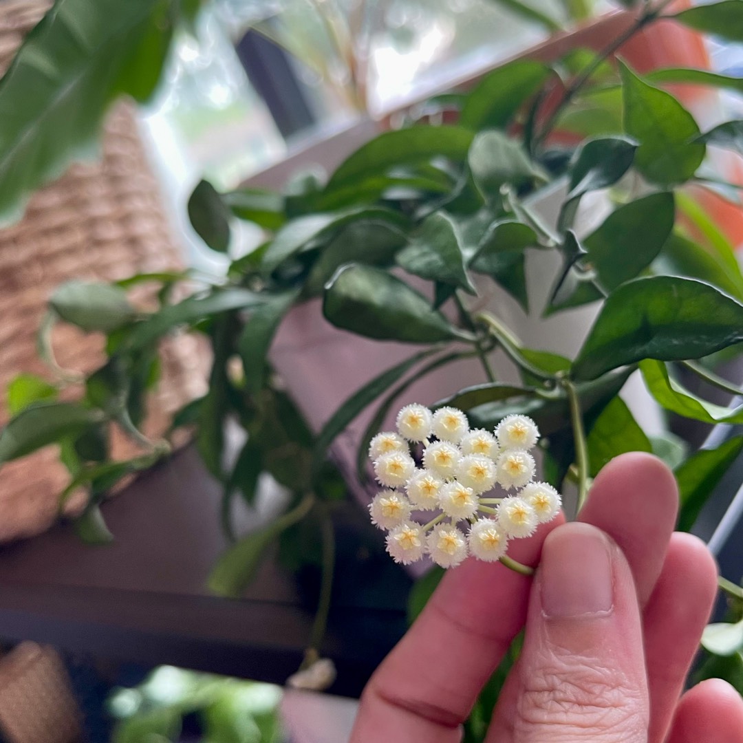 Hoya Lacunosa Royal Flush in the GardenTags plant encyclopedia Wax Flower Royal Flush in the GardenTags plant encyclopedia