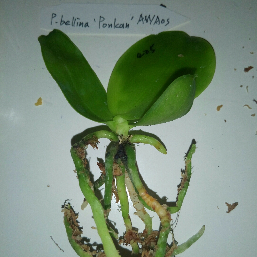 Phalaenopsis bellina Ponkan in the GardenTags plant encyclopedia Moth Orchid Ponkan in the GardenTags plant encyclopedia