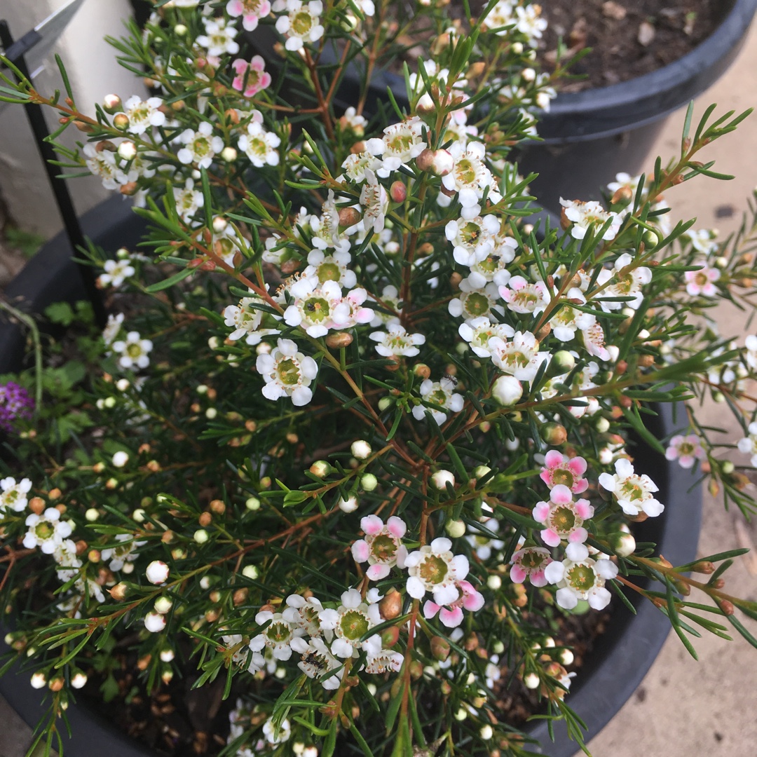 Chamelaucium My Sweet Sixteen in the GardenTags plant encyclopedia Geraldton Waxflower My Sweet Sixteen in the GardenTags plant encyclopedia