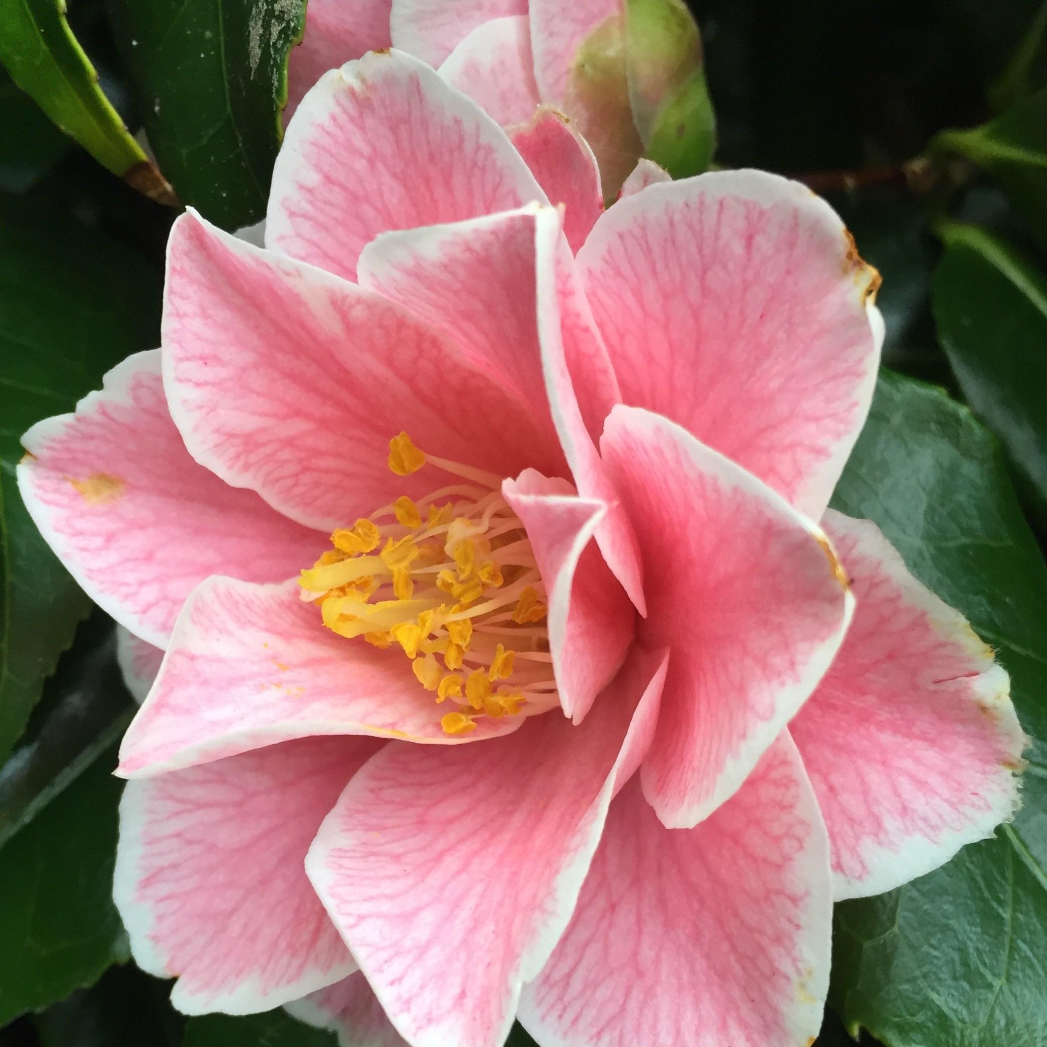 Camellia japonica Lavinia Maggi syn. Camellia japonica Contessa Lavinia Maggi in the GardenTags plant encyclopedia Camellia Lavinia Maggi in the GardenTags plant encyclopedia