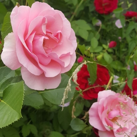 Rosa Egeskov syn. Rosa Lill Lindfors, Rosa Egeskov Castle, Rosa Enduring Spirit, Rosa POUlrohill, Rosa DTP 76/4036-2 in the GardenTags plant encyclopedia Rose Lill Lindfors (Floribunda) in the GardenTags plant encyclopedia