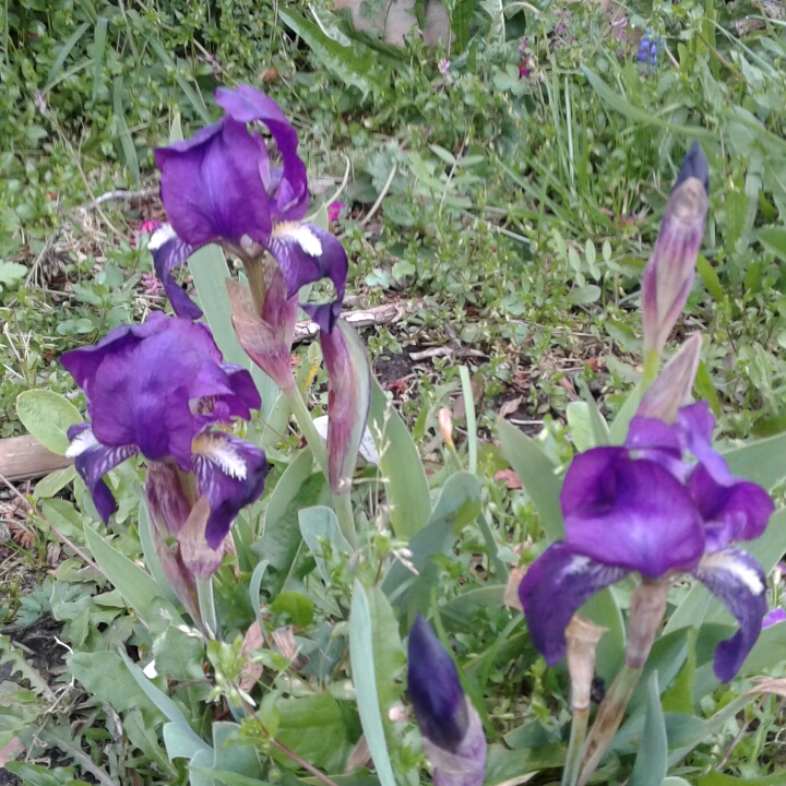 Iris x germanica Wanganui Gem in the GardenTags plant encyclopedia Bearded Iris Wanganui Gem (Miniature Dwarf) in the GardenTags plant encyclopedia
