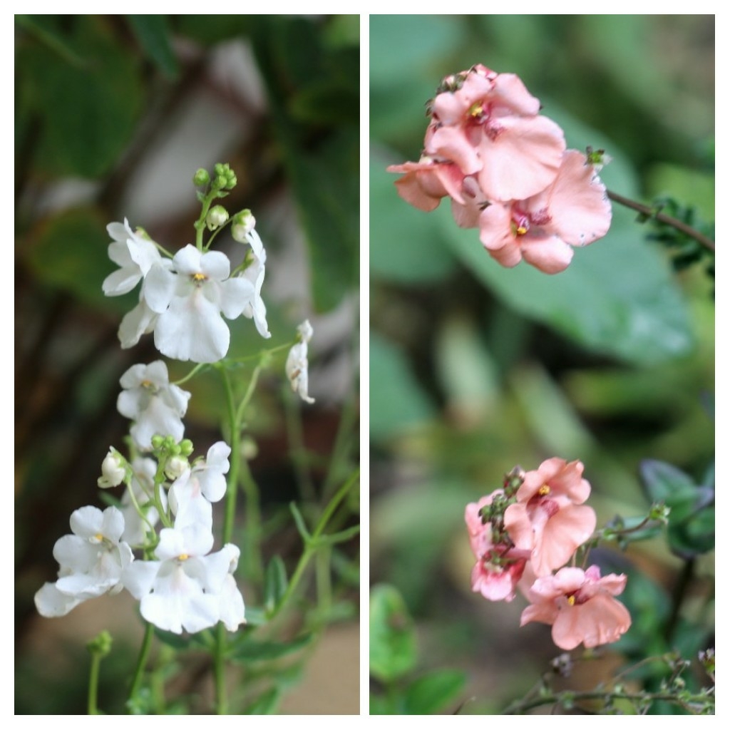 Diascia Monhop in the GardenTags plant encyclopedia Twinspur Monhop (Series) in the GardenTags plant encyclopedia