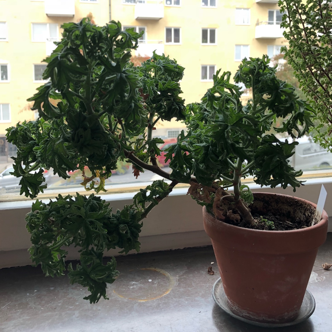 Pelargonium Bontrosai (Scented) in the GardenTags plant encyclopedia