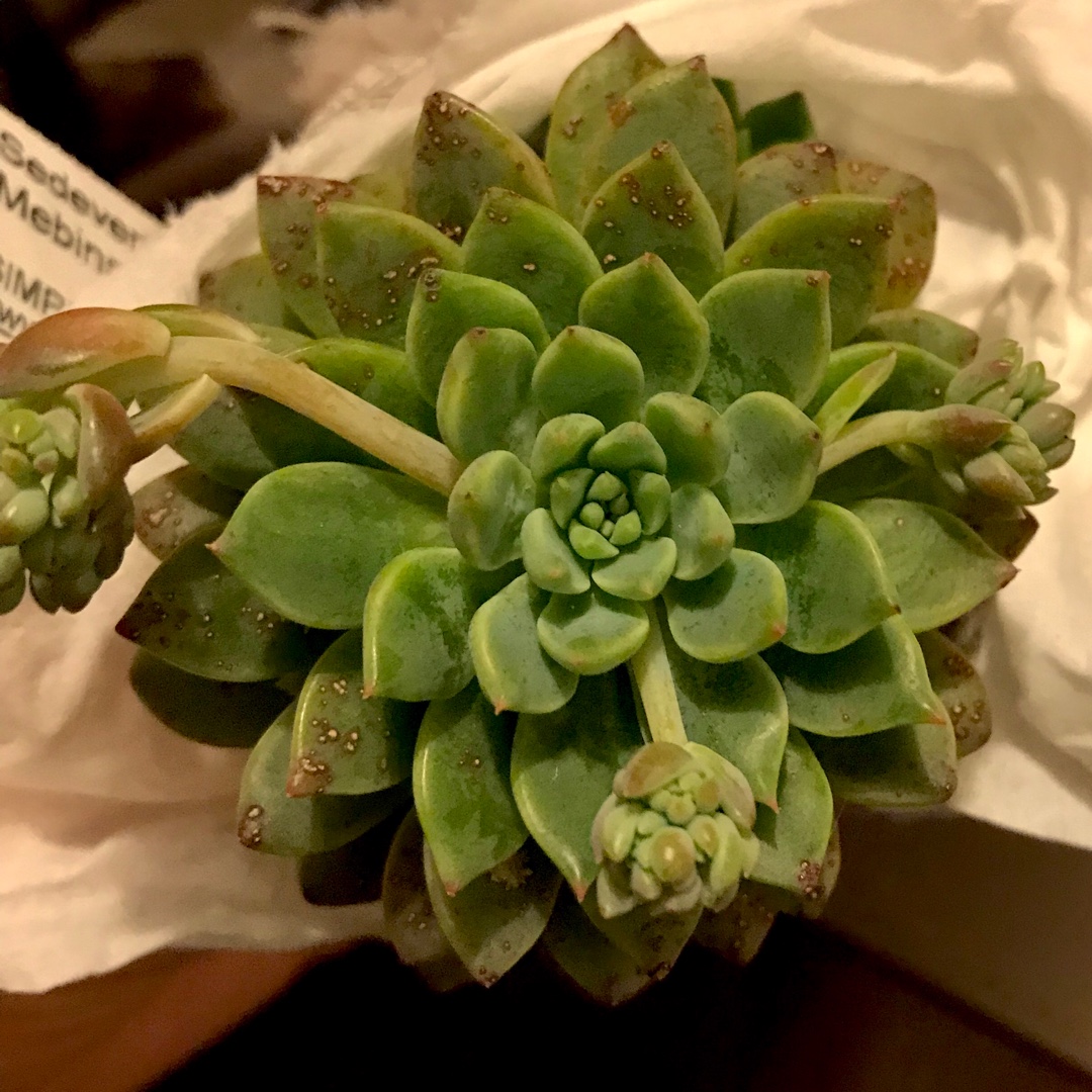 Echeveria Mebina x xGraptoveria Silverstar in the GardenTags plant encyclopedia Echeveria Mebina x xGraptoveria Silverstar in the GardenTags plant encyclopedia