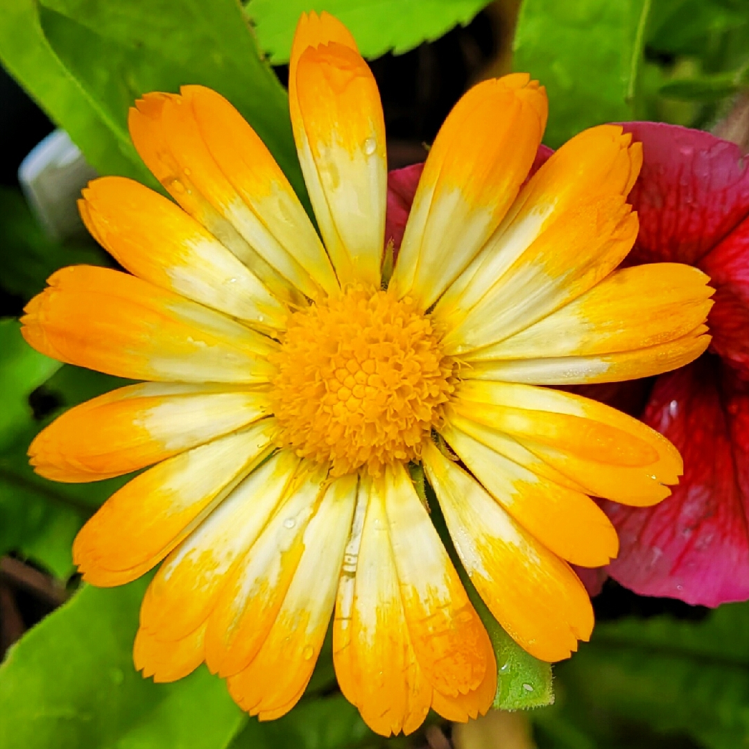 Calendula officinalis Oopsy Daisy in the GardenTags plant encyclopedia Pot Marigold Oopsy Daisy in the GardenTags plant encyclopedia