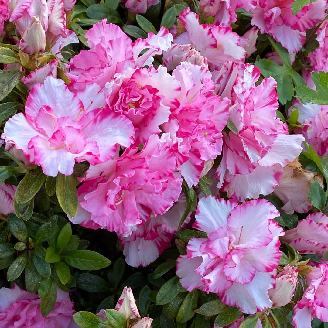 Rhododendron The Teacher in the GardenTags plant encyclopedia Azalea The Teacher in the GardenTags plant encyclopedia
