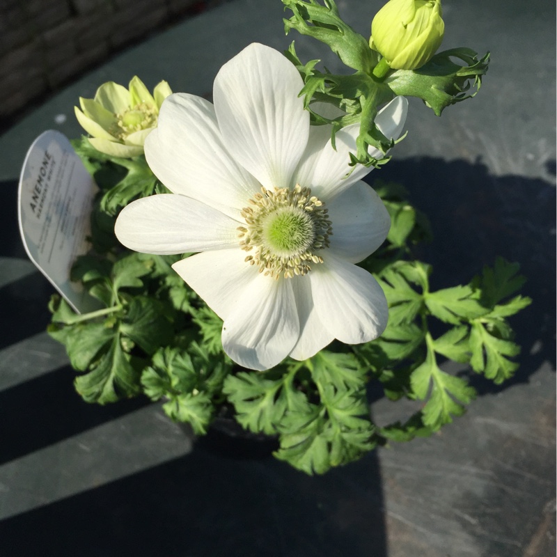 Anemone coronaria Harmony White in the GardenTags plant encyclopedia Poppy Flowered Anemone Harmony White in the GardenTags plant encyclopedia