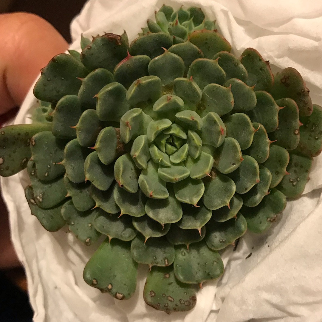 Echeveria Magic Compass in the GardenTags plant encyclopedia Echeveria Magic Compass in the GardenTags plant encyclopedia