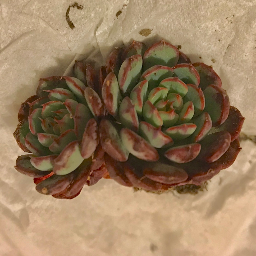 Echeveria Vincent Catto Asia Form in the GardenTags plant encyclopedia Echeveria Vincent Catto Asia Form in the GardenTags plant encyclopedia