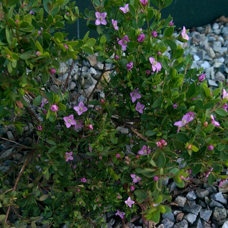 Boronia crenulata Pink Passion in the GardenTags plant encyclopedia Boronia Pink Passion in the GardenTags plant encyclopedia
