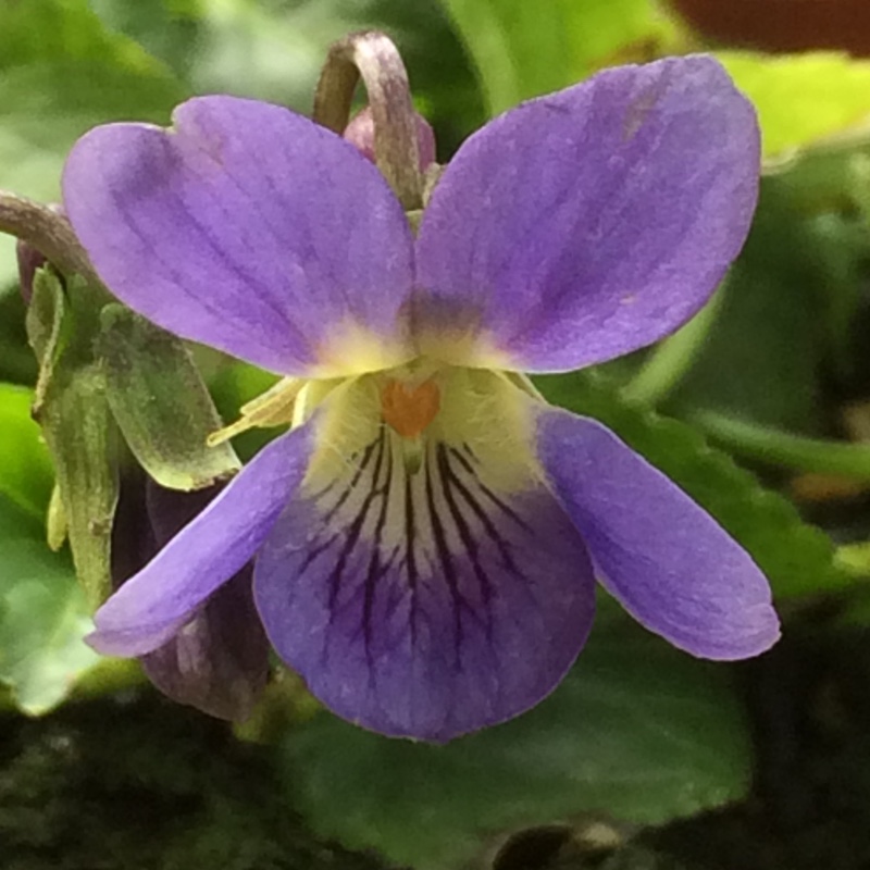 Viola odorata Empress Augusta in the GardenTags plant encyclopedia Sweet Violet Empress Augusta in the GardenTags plant encyclopedia